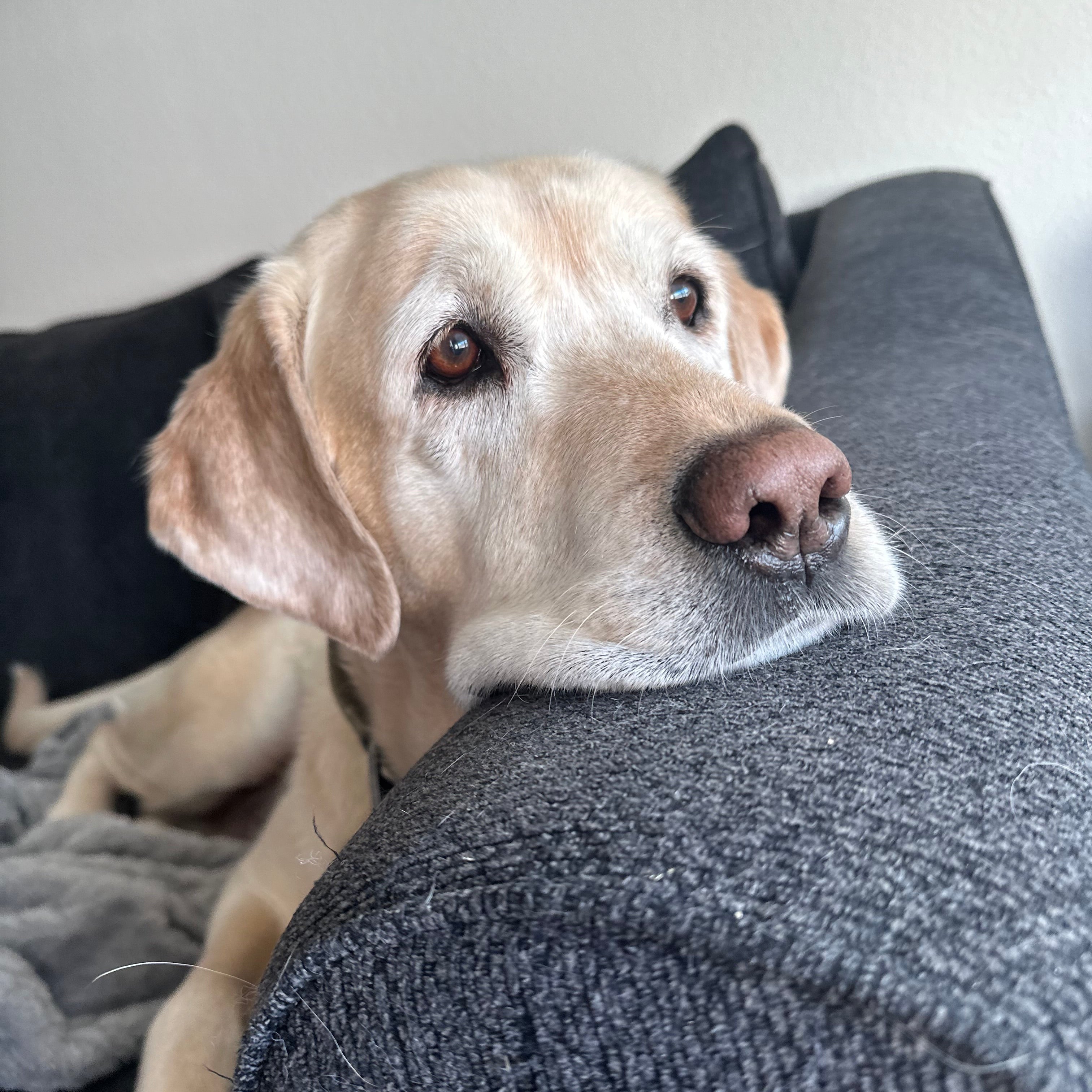 Over Night Stays - Pet Sitting $85/Night